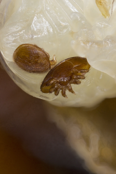 tote Varroamilben nach Behandlung mit  Ameisensure